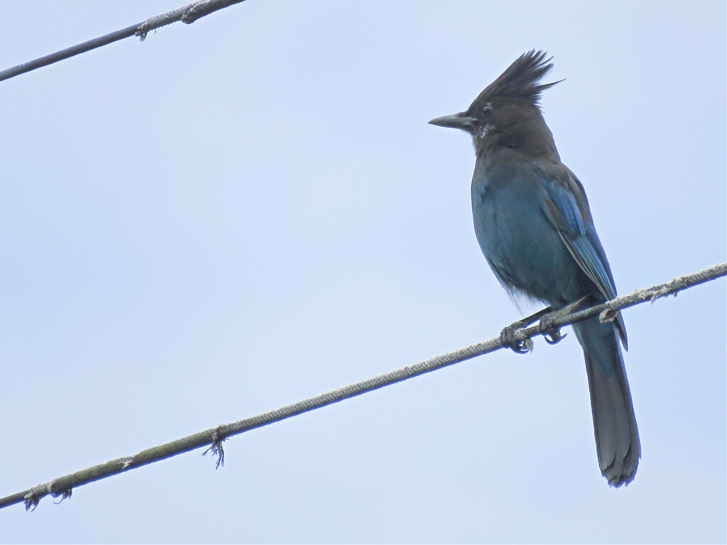 Stellar Jay by seattlite