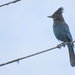 Stellar Jay