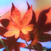We Remember by juliedduncan