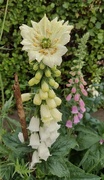 24th May 2025 - unusual foxglove