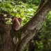 Treed