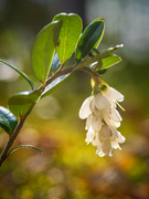 24th May 2025 - Flowers of lingonberry