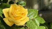 24th May 2025 - New Bloom