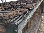 24th May 2025 - Shed roof