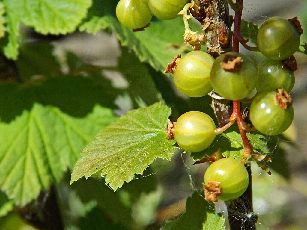 Currant State Of Affairs by ajisaac
