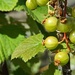 Currant State Of Affairs