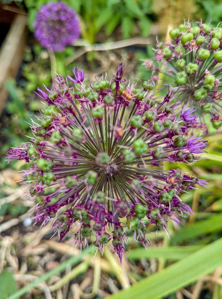 Allium going over  by boxplayer