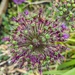 Allium going over 