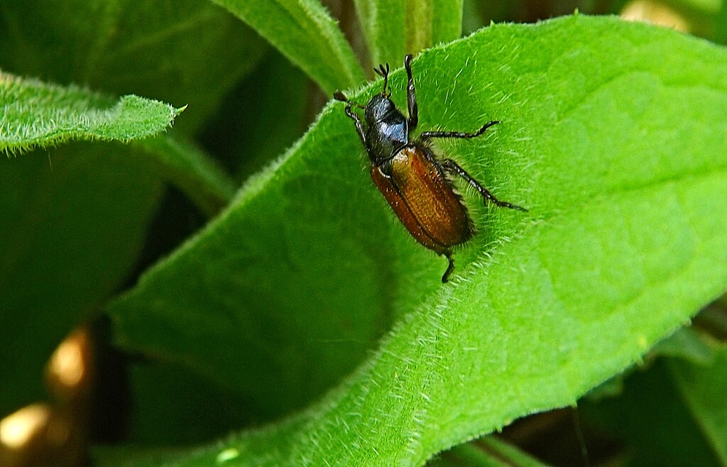 Beetle Climb  by ajisaac