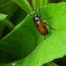Beetle Climb 