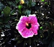 25th May 2025 - Another Lovely Hibiscus ~
