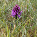 Heath Spotted Orchid