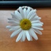 Fibonacci daisy reporting for dissection, Ma'am!