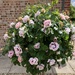 Roses in Bloom 