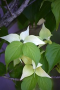 24th May 2025 - Kousa Dogwood