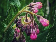 24th May 2025 - Russian Comfrey
