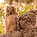 One More of the Owls From the Other Evening!