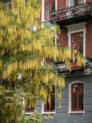 25th May 2025 - Red bricks and golden rain
