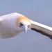 Looking for a spot to land
