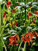 25th May 2025 -  Indian Pink and Turk's Cap