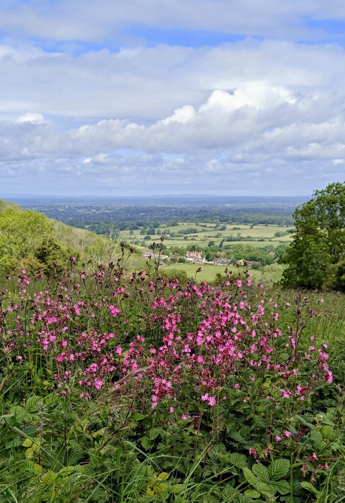 Rad campions in the South Downs  by nickrh14