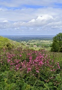 25th May 2025 - Rad campions in the South Downs 