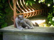 25th May 2025 - Lara - the cat