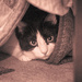 Scaredy Cat in Sepia