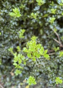 25th May 2025 - New growth on holly tree