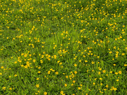 25th May 2025 - Creeping Buttercup 