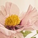 Peony Rockii