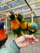25th May 2025 - Lorikeets ❤️
