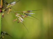25th May 2025 - Spikelets
