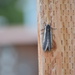 Unidentified Moth...