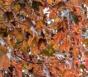 25th May 2025 - Autumn Color In Springtime? 