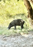 23rd May 2025 - Busy wild pig. 