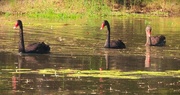 26th May 2025 - A Swan Family ~