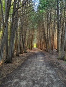 25th May 2025 - Morning trails