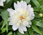 25th May 2025 - Peony 