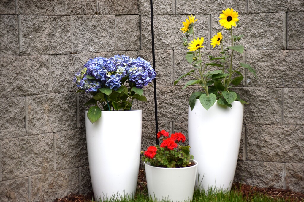 Backyard Flowers by richyoung