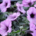 Petunias