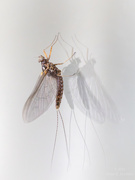 26th May 2025 - Mayfly