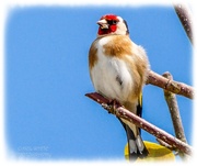 26th May 2025 - Goldfinch