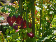26th May 2025 - Red Cilantro