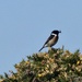 Stonechat on Gorse Bush
