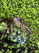 22nd May 2025 - Frog in the Pond