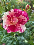 23rd May 2025 - The King's Rose
