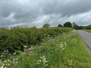 26th May 2025 - Wild Flowers