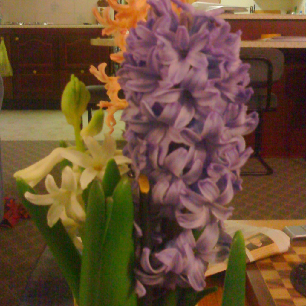 hyacinths in bloom by sarah19