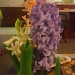 hyacinths in bloom by sarah19